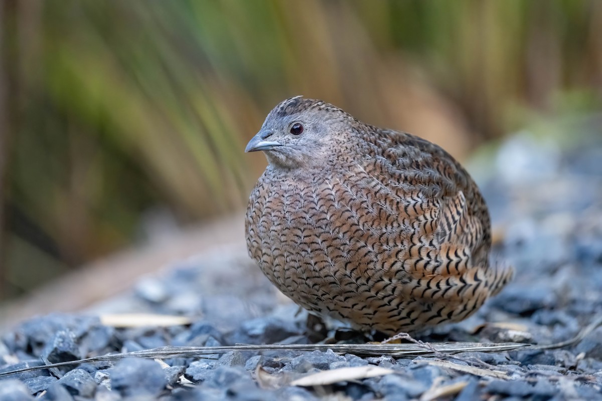 Brown Quail - ML635224972