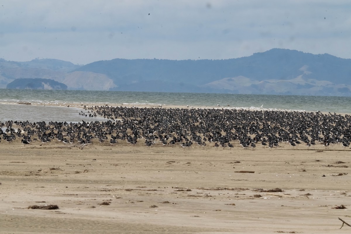 South Island Oystercatcher - ML635225098