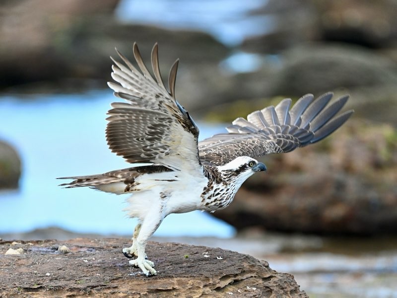 Osprey - ML635225101