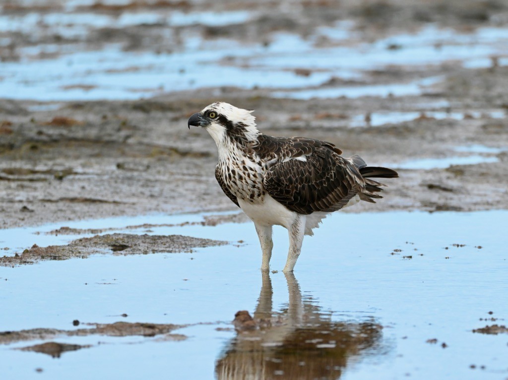 Osprey - ML635225102