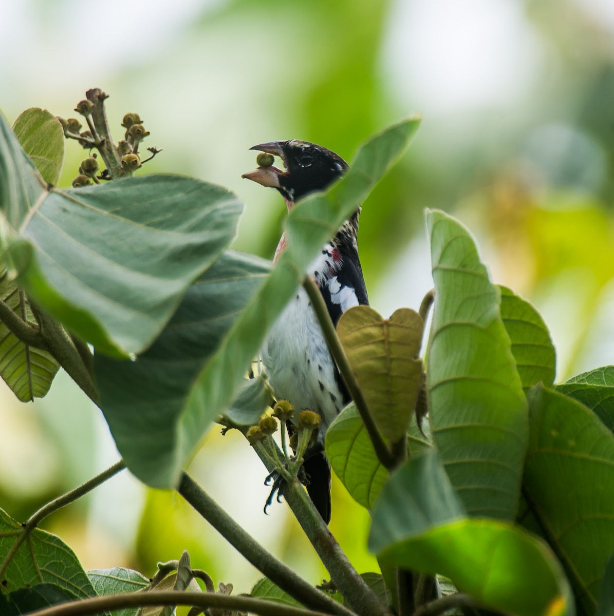 Rose-breasted Grosbeak - ML635225197
