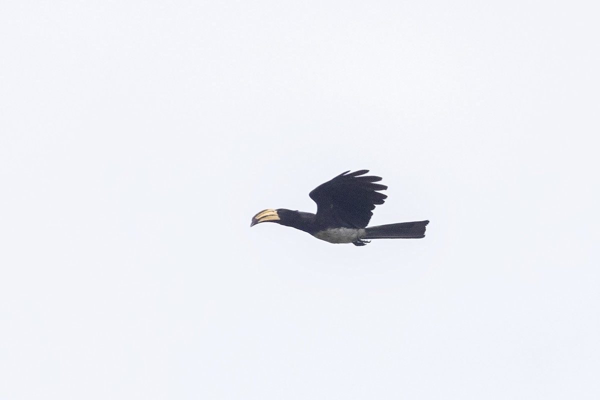 Congo Pied Hornbill - ML635225222