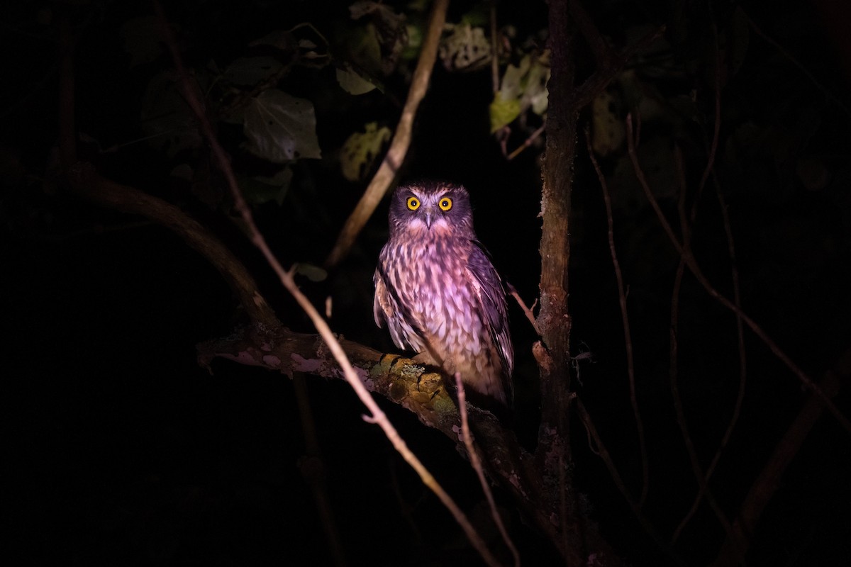 Morepork - ML635225249