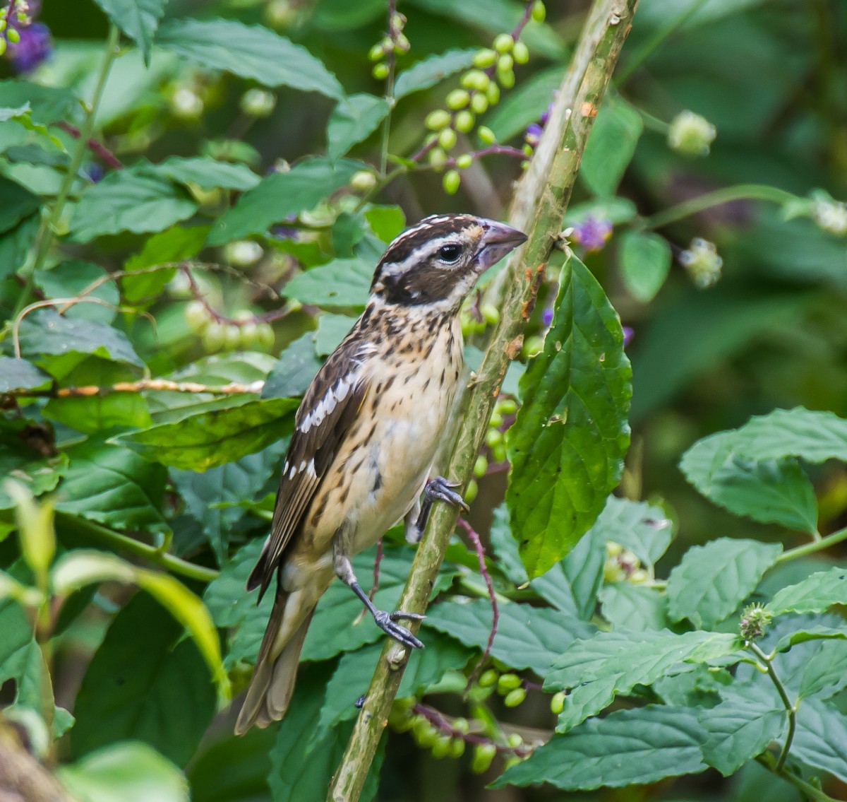 Rose-breasted Grosbeak - ML635225351