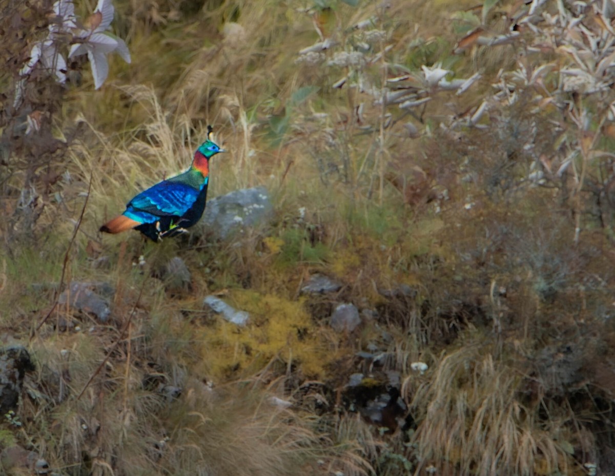 Himalayan Monal - ML635225357