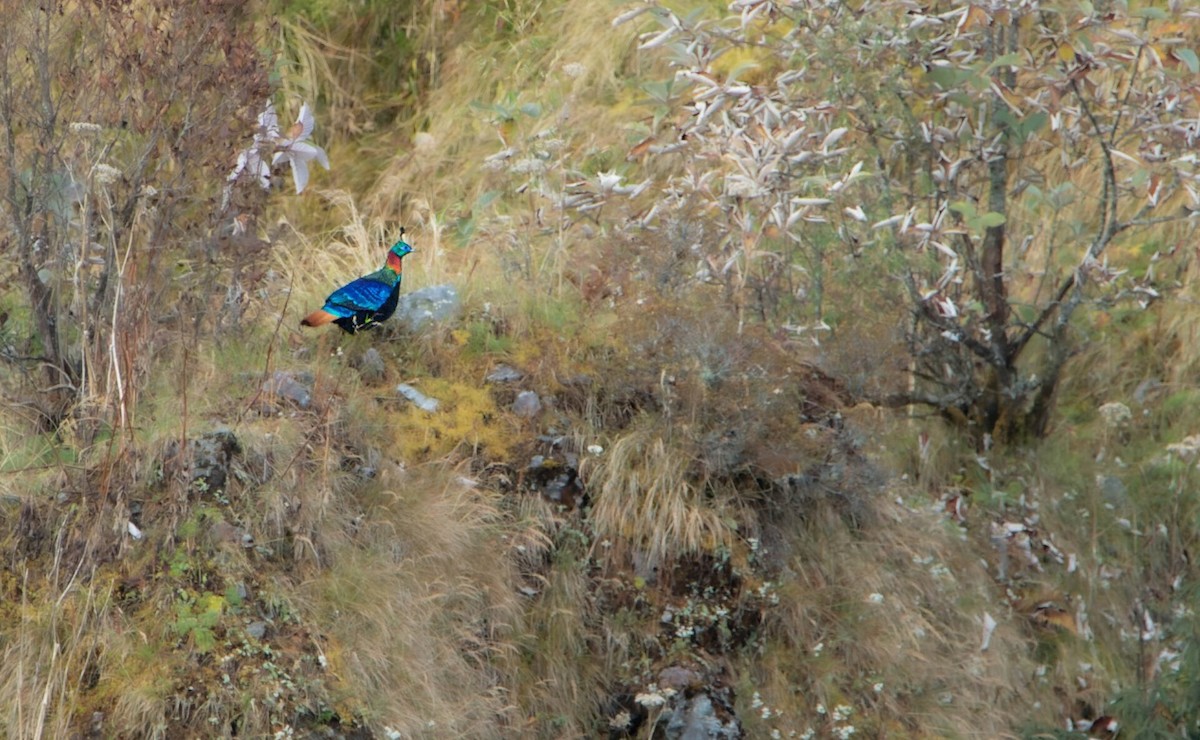 Himalayan Monal - ML635225361