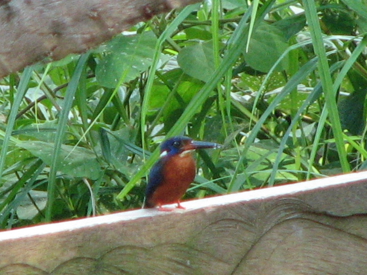 Blue-eared Kingfisher - ML635225400
