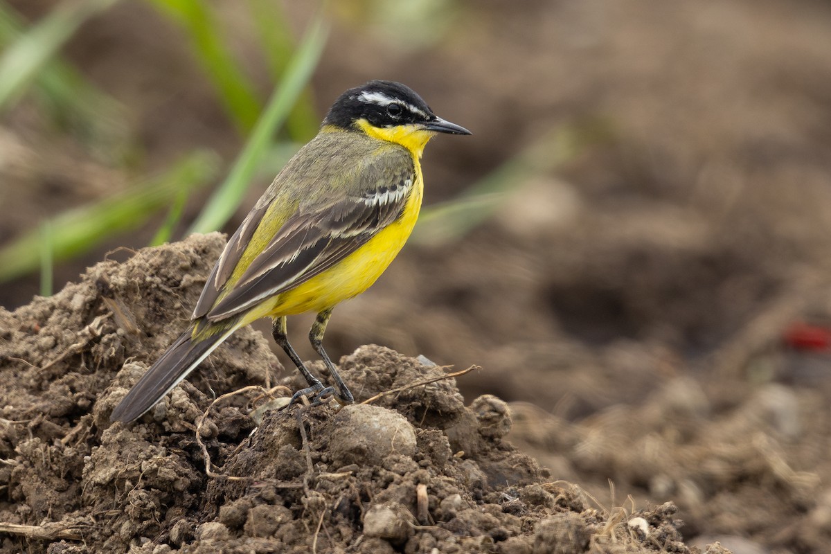 Western Yellow Wagtail (superciliaris-type intergrade) - ML635225408