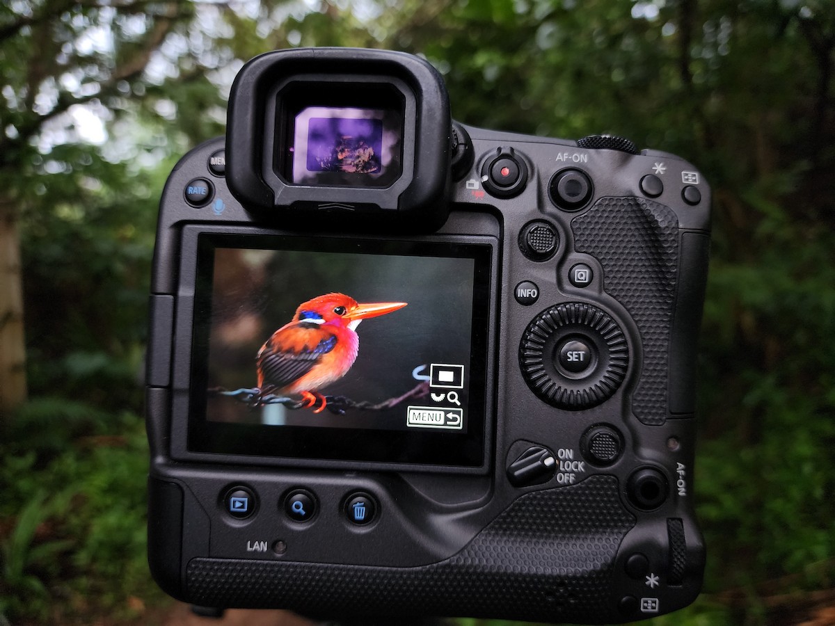 Philippine Dwarf-Kingfisher (Luzon) - ML635225426