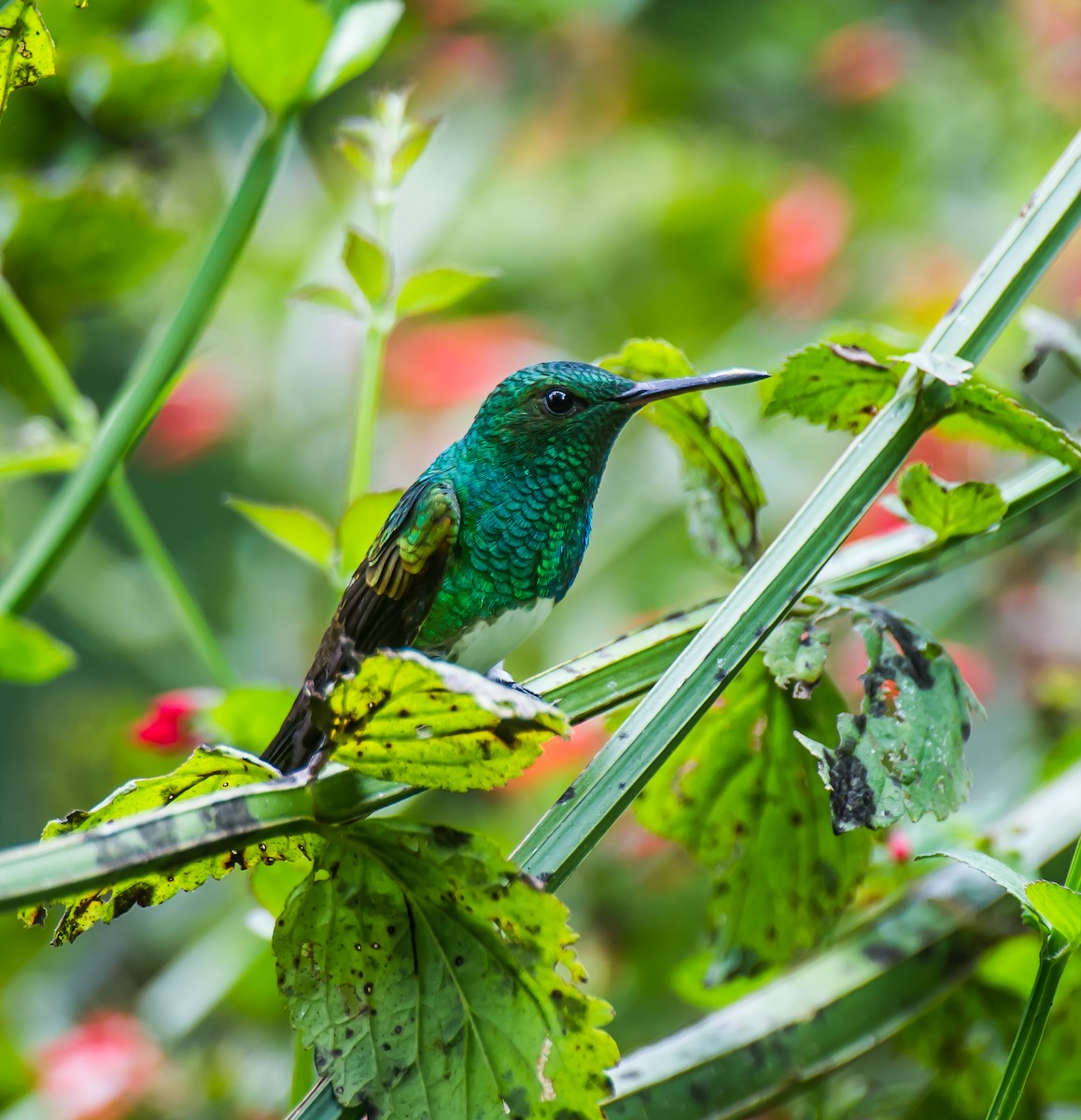 Snowy-bellied Hummingbird - ML635225461