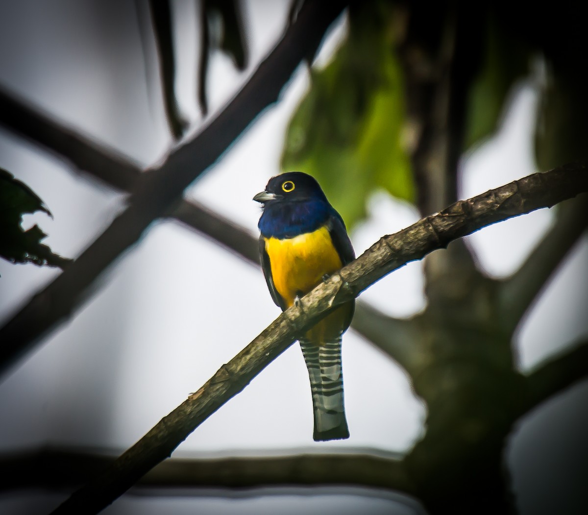 Gartered Trogon - ML635225466