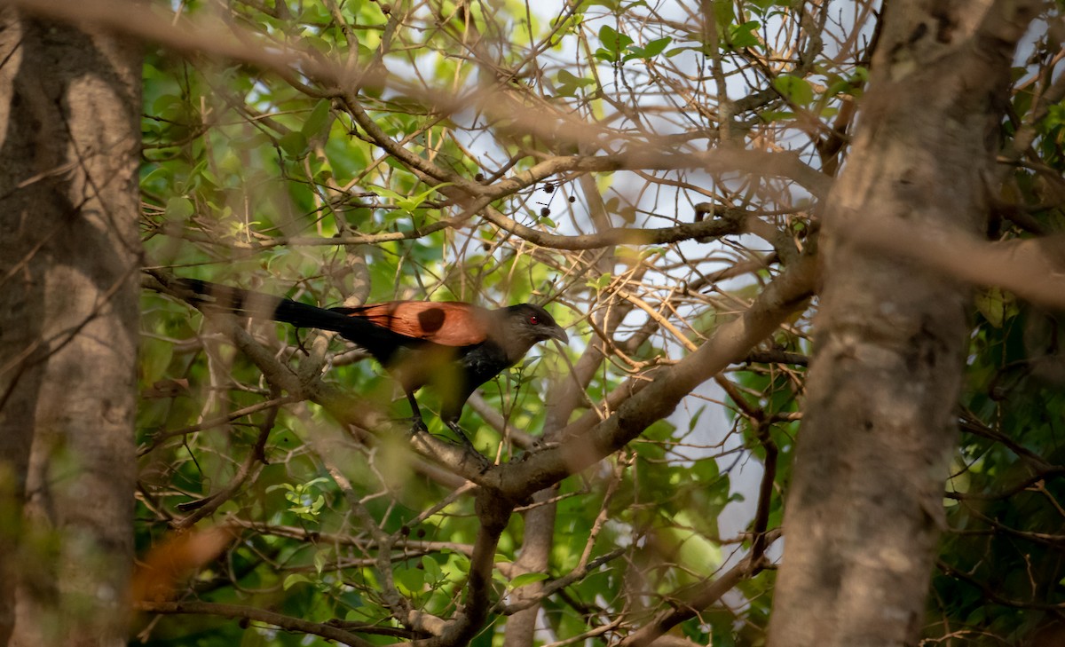 Heckenkuckuck - ML635225490