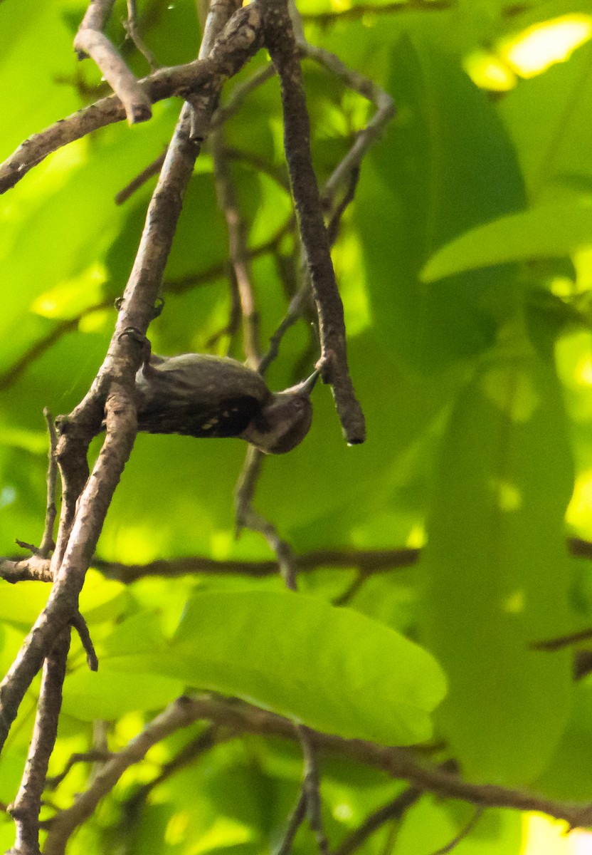 Brown-capped Pygmy Woodpecker - ML635225496