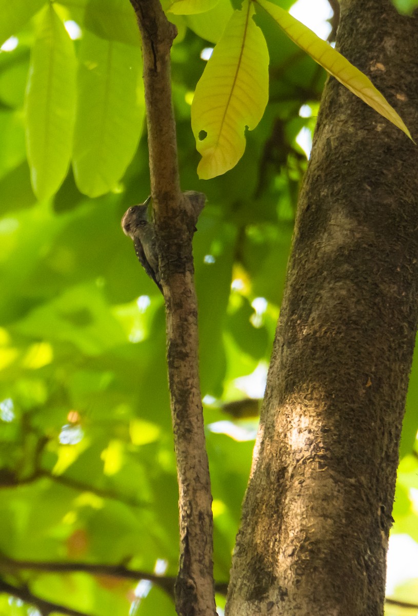 Brown-capped Pygmy Woodpecker - ML635225497