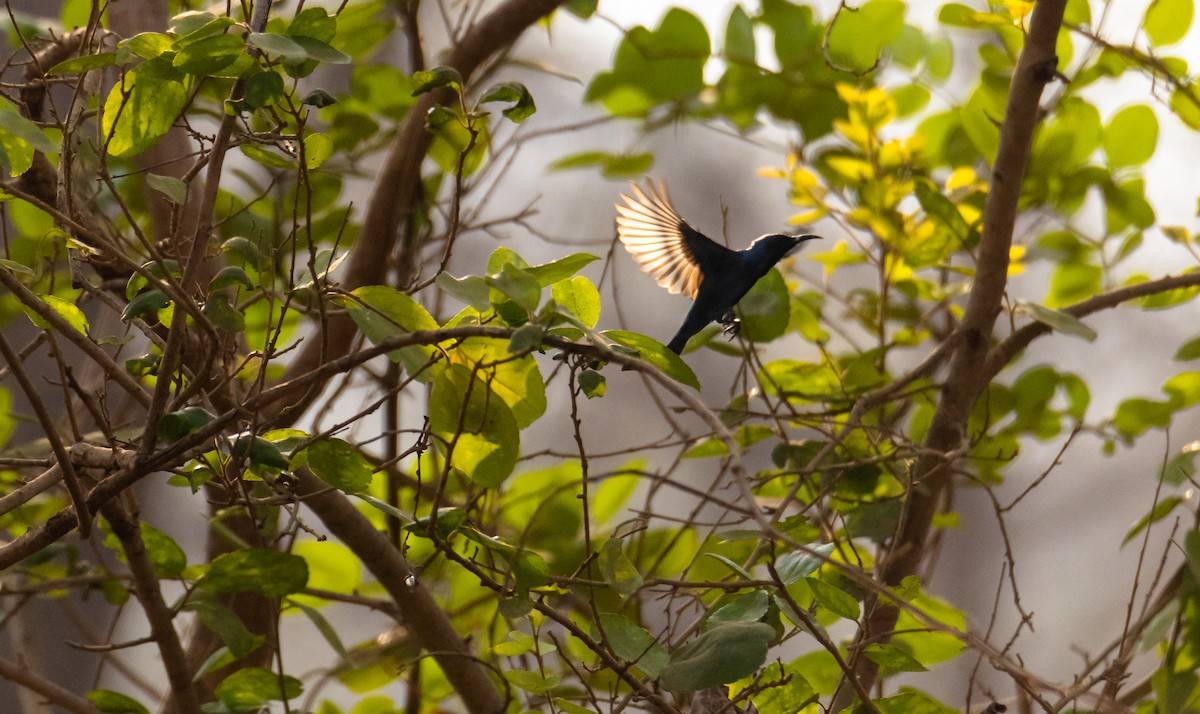 Purpurnektarvogel - ML635225505
