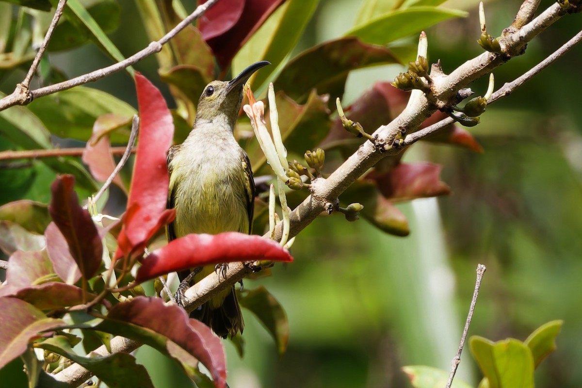 Thick-billed Spiderhunter - ML635225600