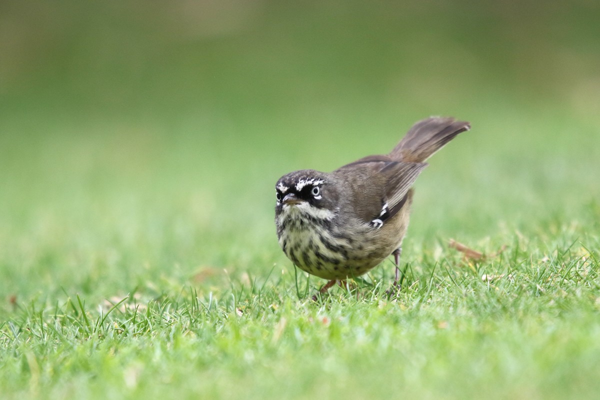 Spotted Scrubwren - ML635225664