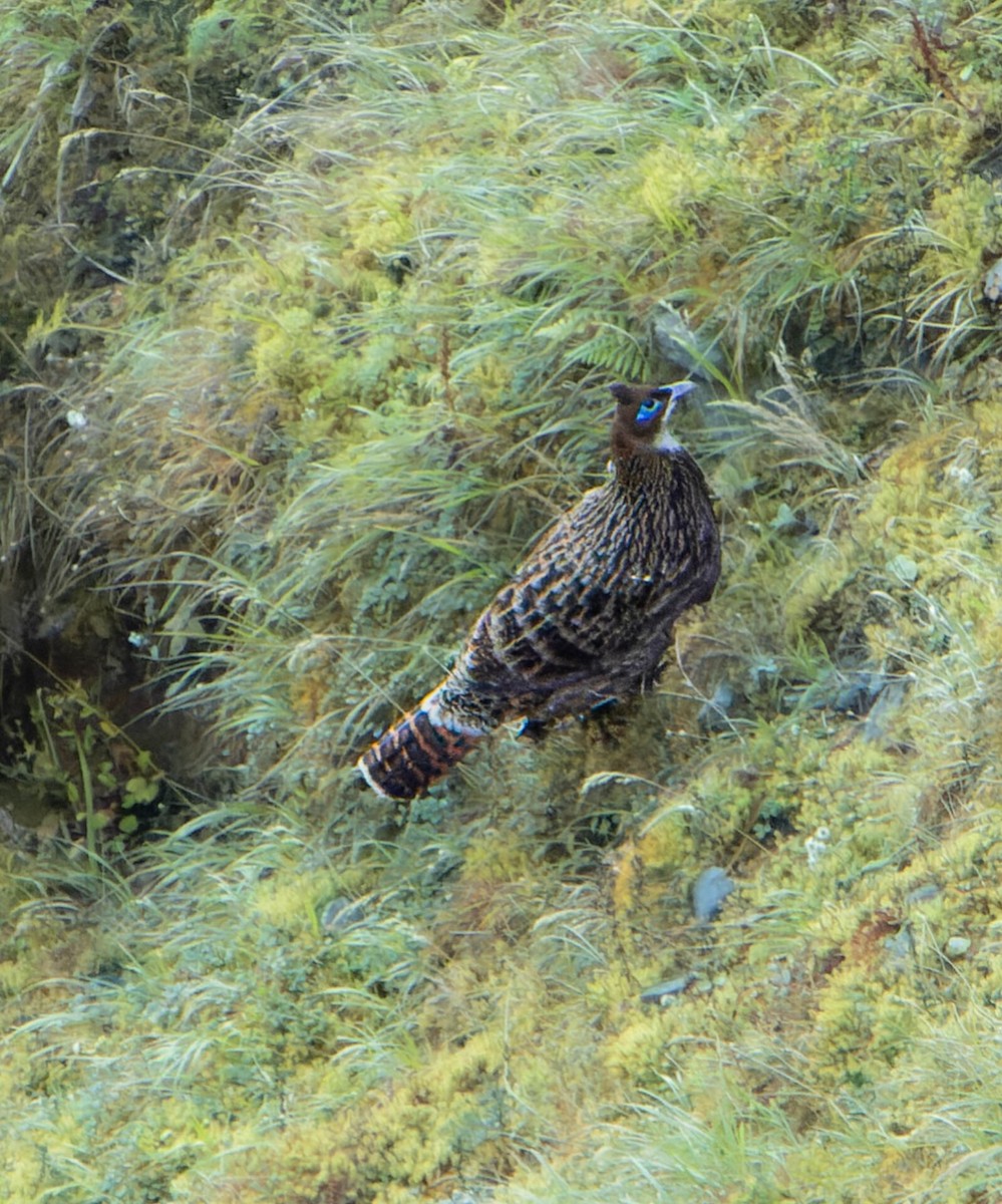 Himalayan Monal - ML635225709