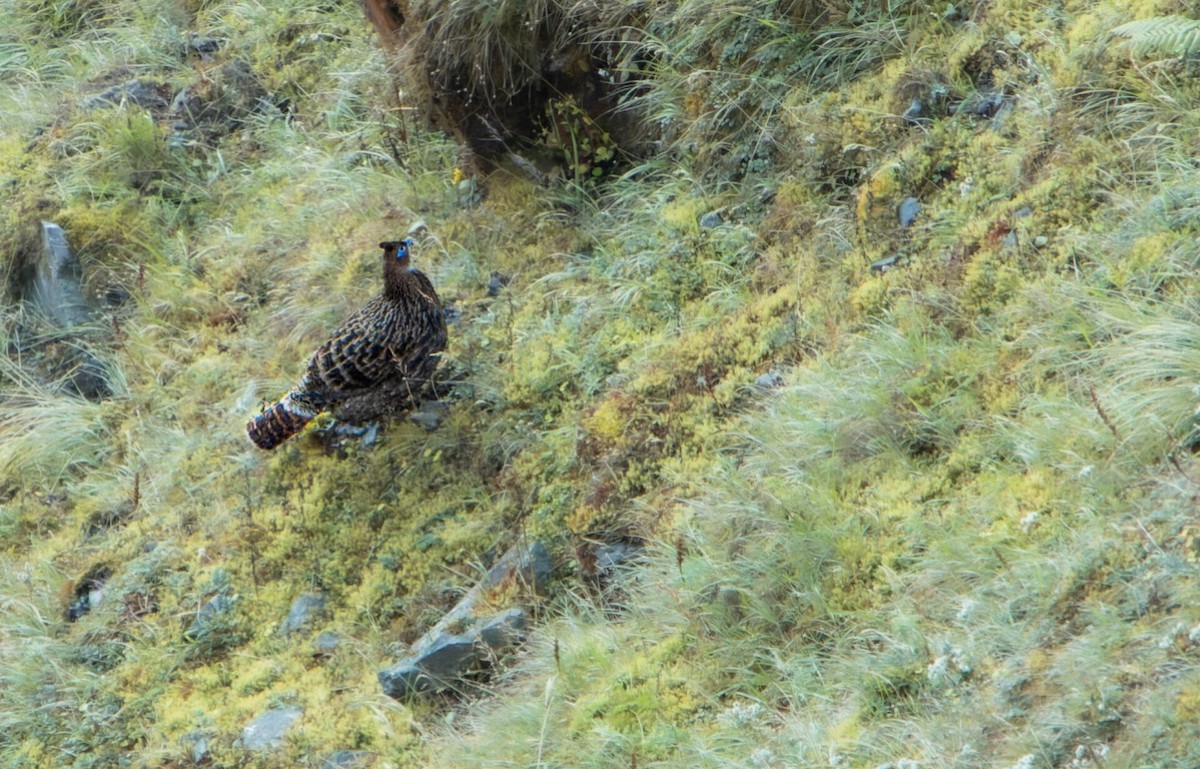 Himalayan Monal - ML635225710