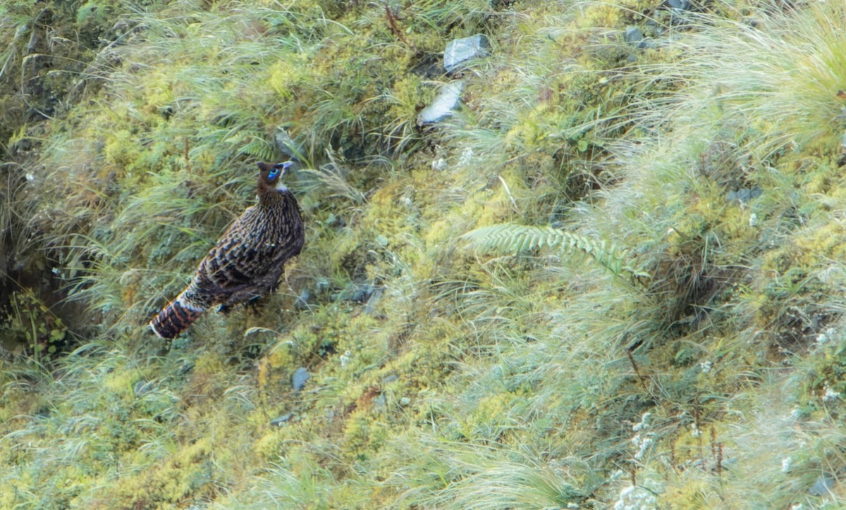 Himalayan Monal - ML635225711