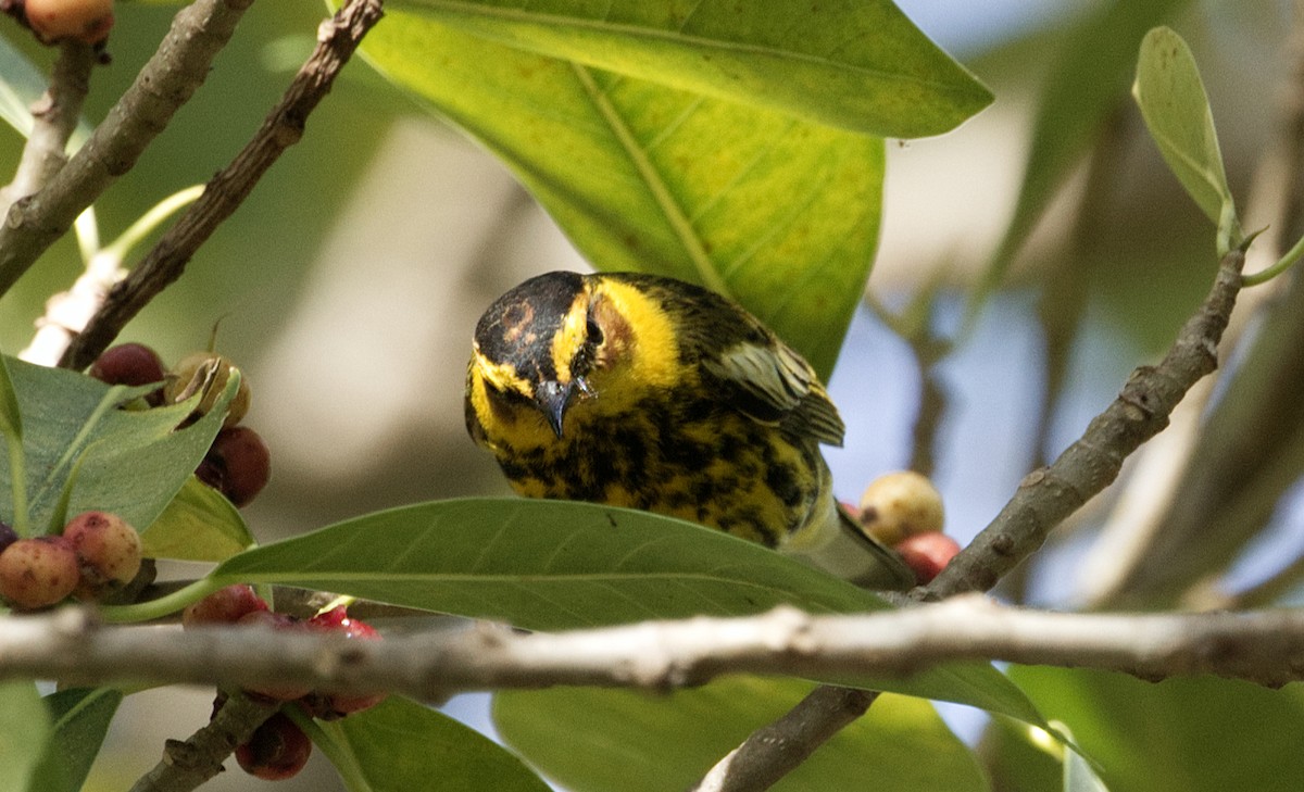 Cape May Warbler - ML635225736
