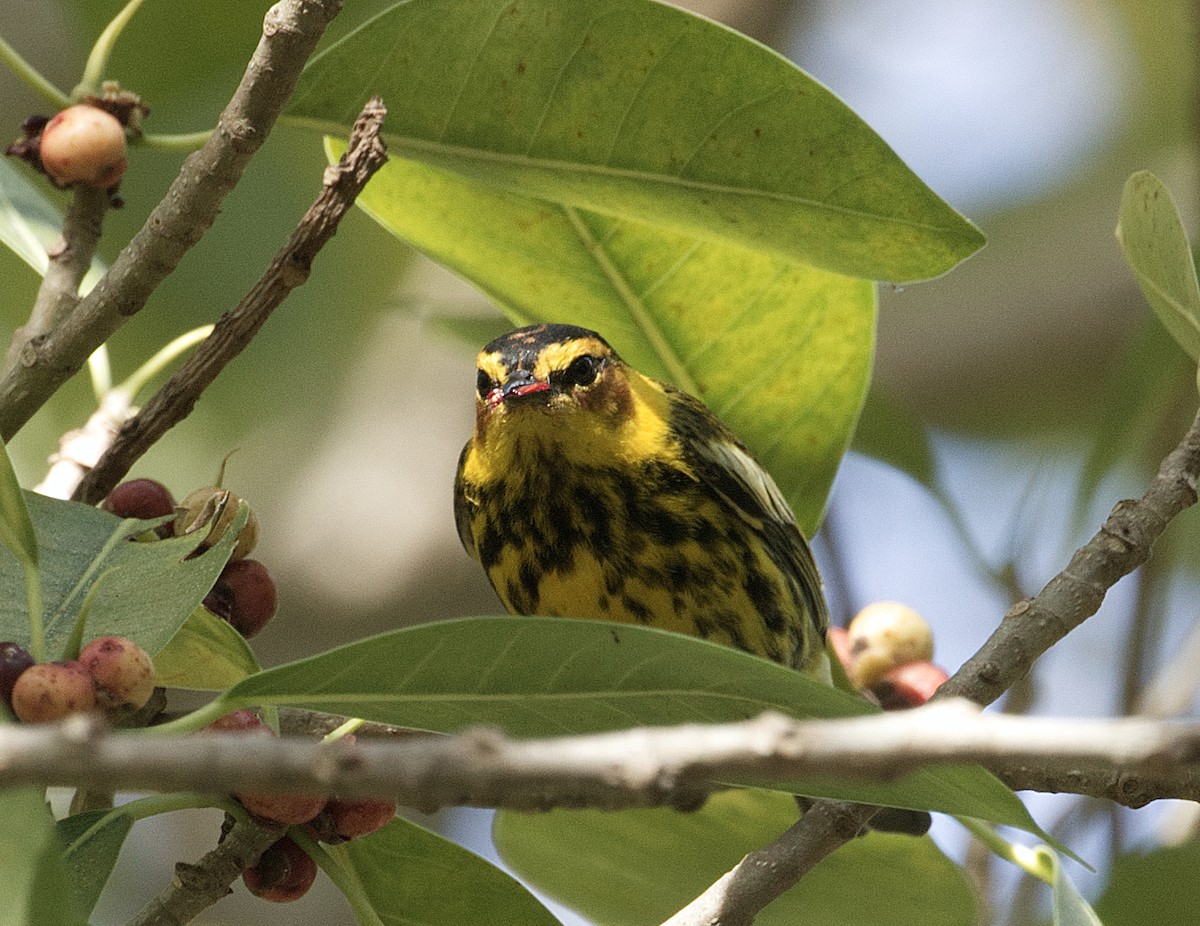 Cape May Warbler - ML635225737