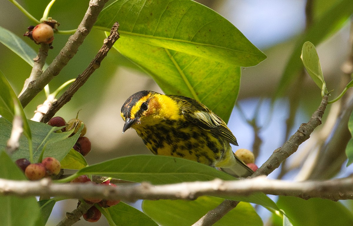 Cape May Warbler - ML635225738