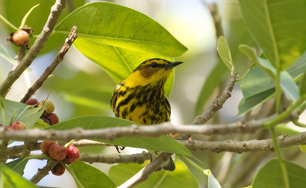 Cape May Warbler - ML635225739