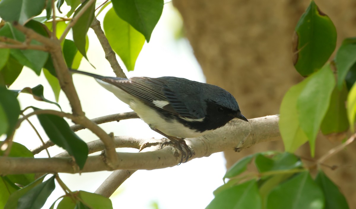 Black-throated Blue Warbler - ML635225746