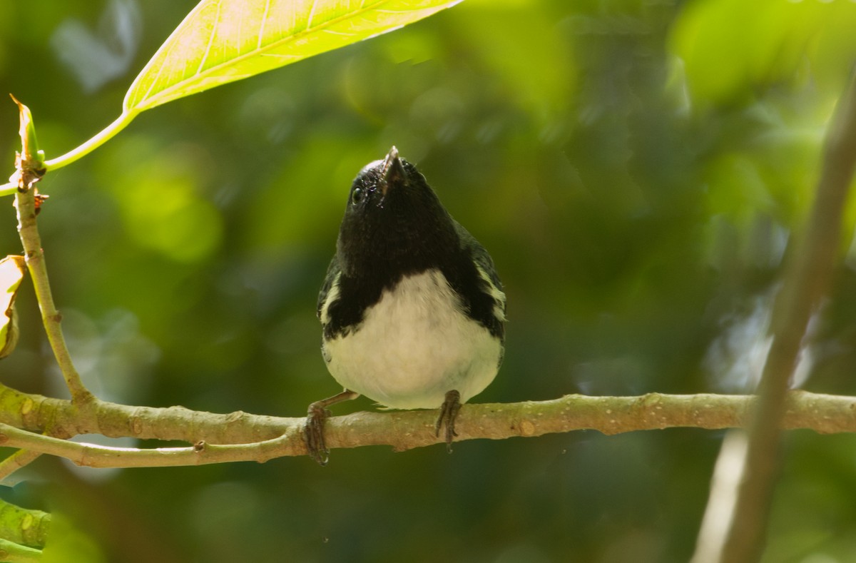 Black-throated Blue Warbler - ML635225747
