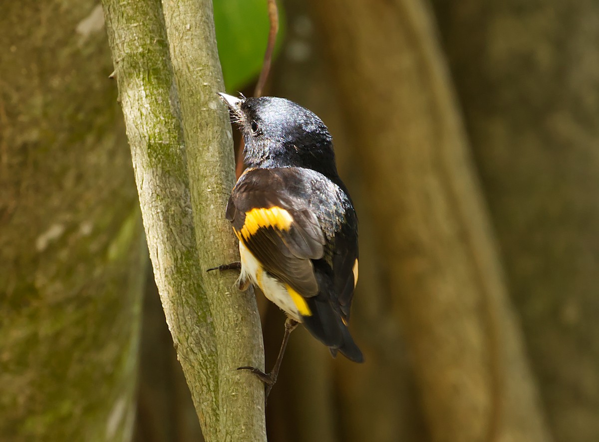 American Redstart - ML635225772