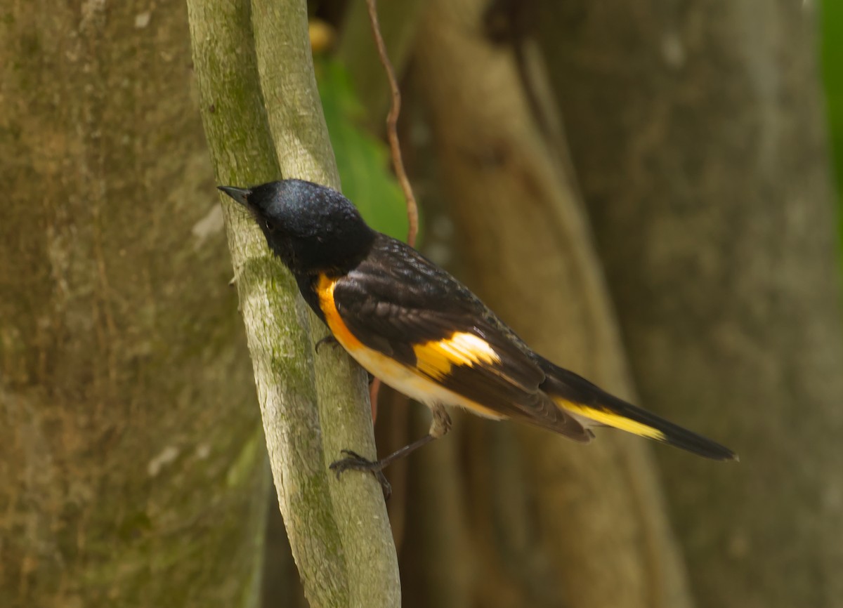 American Redstart - ML635225773