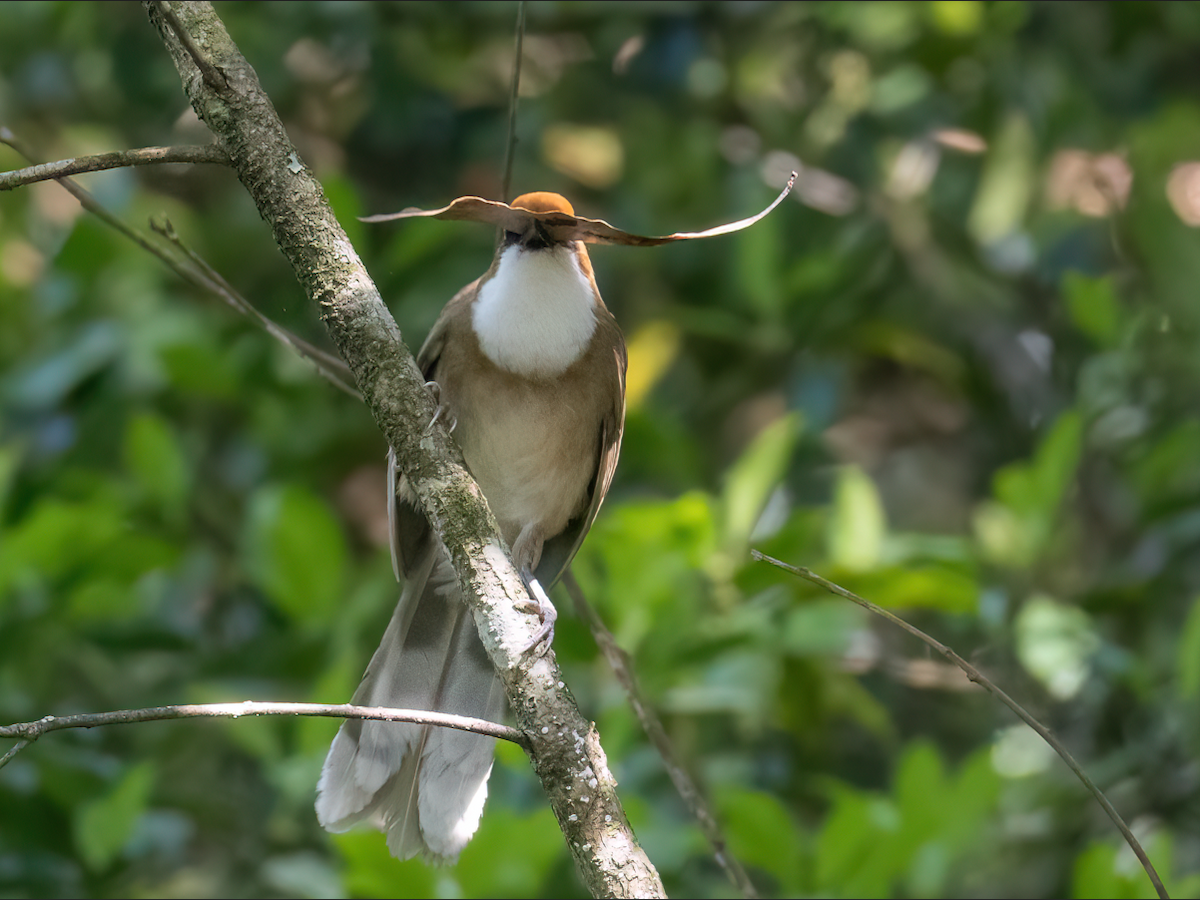 Rufous-crowned Laughingthrush - ML635225800