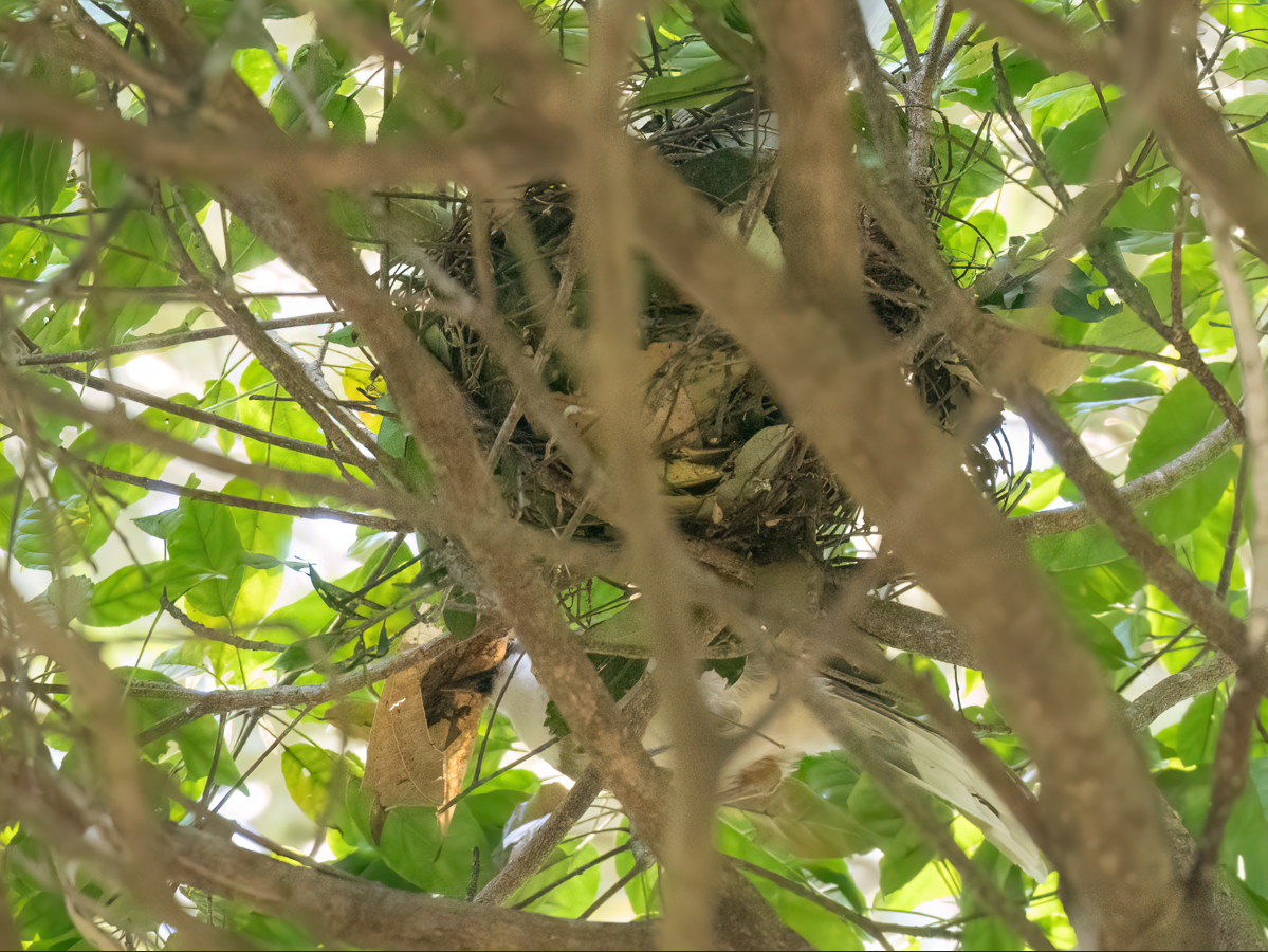 Rufous-crowned Laughingthrush - ML635225801