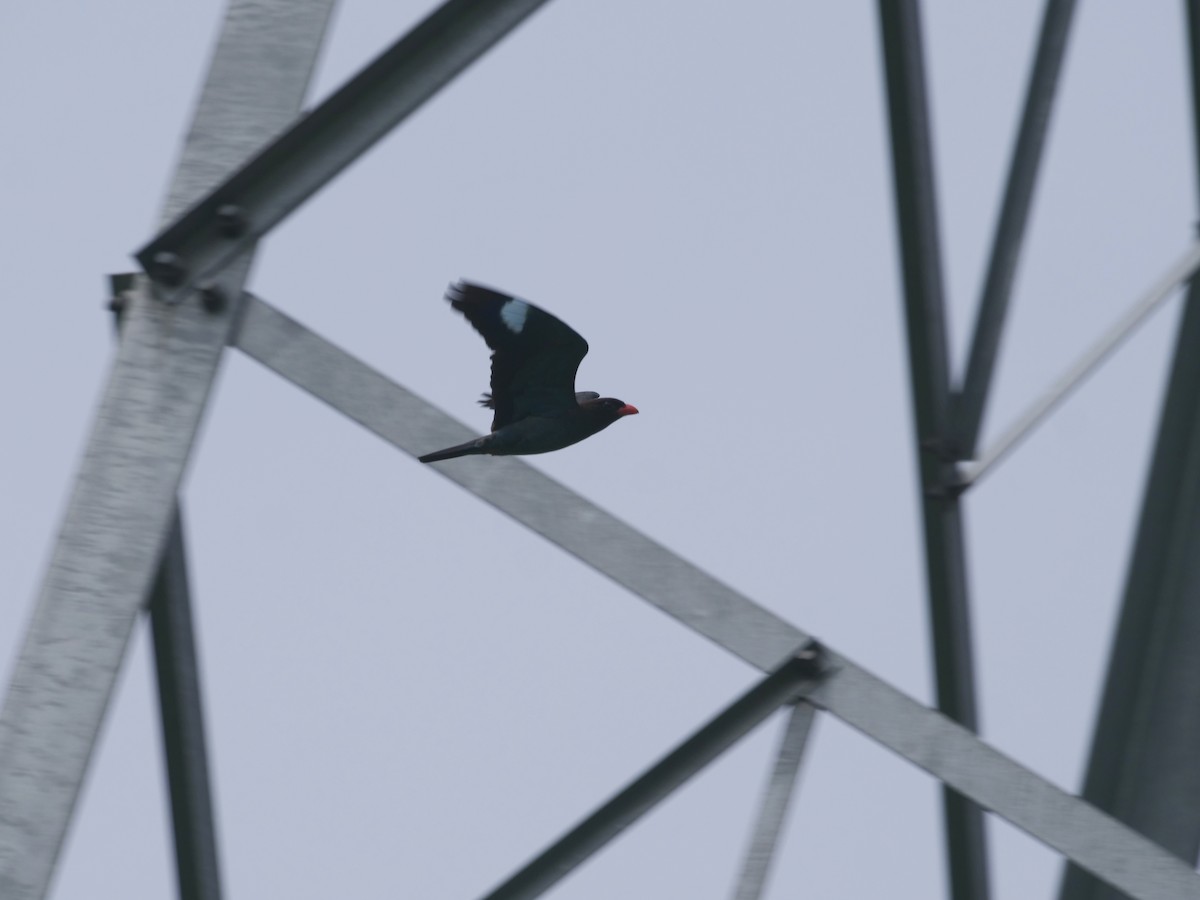 ブッポウソウ - ML635225804