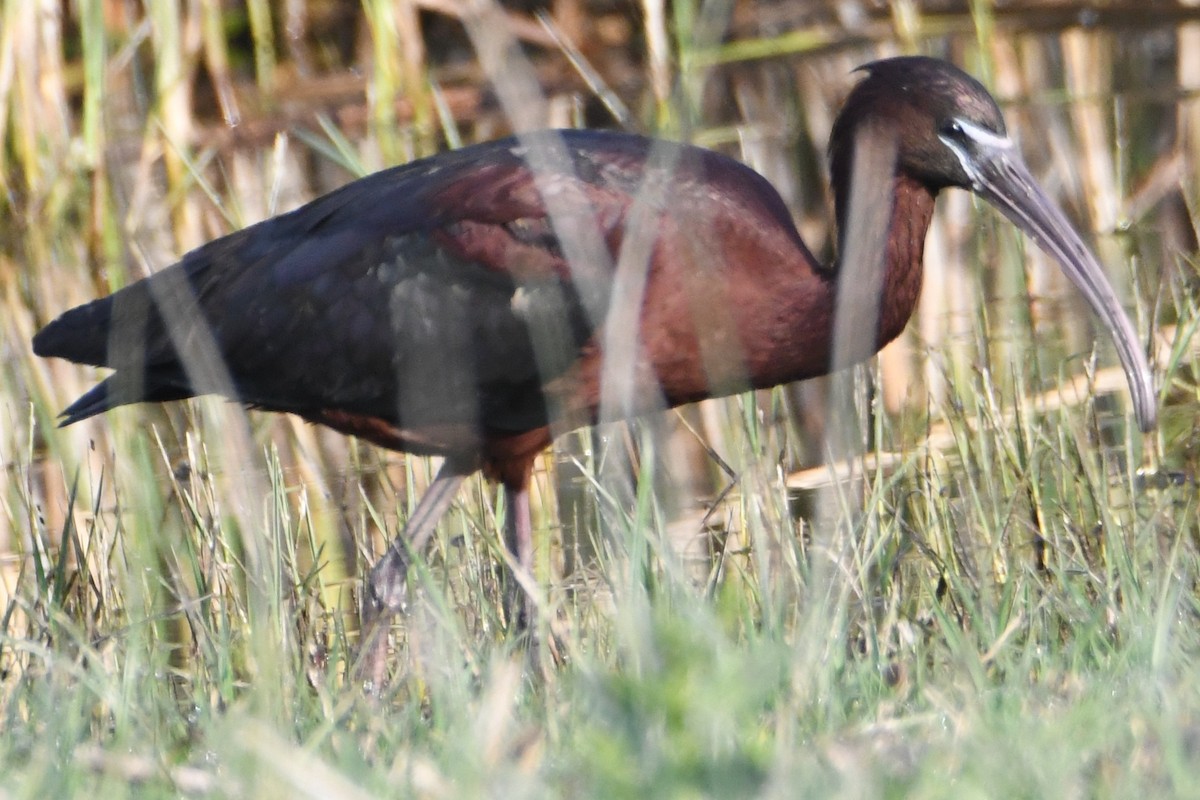 Glossy Ibis - ML635225847