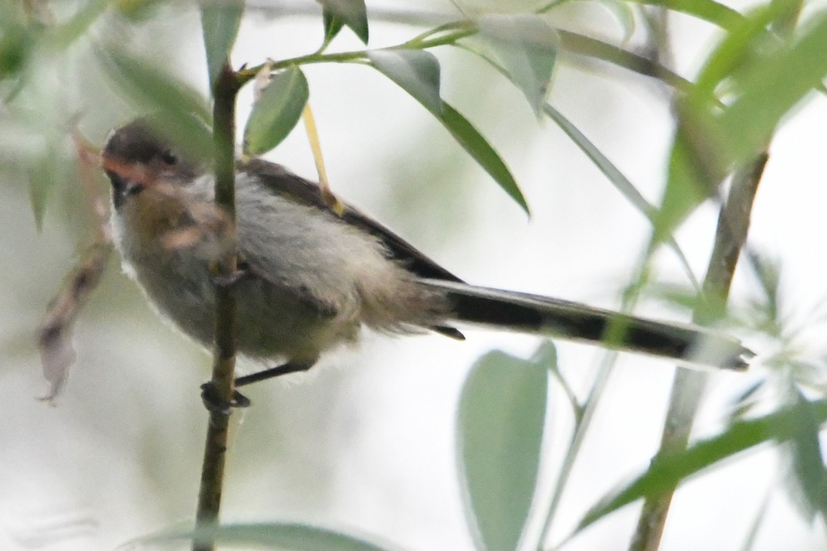 Long-tailed Tit - ML635225856