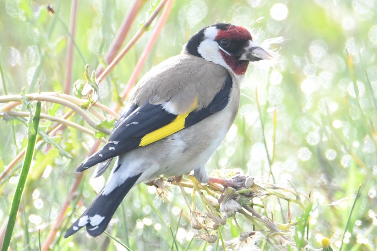 European Goldfinch - ML635225869