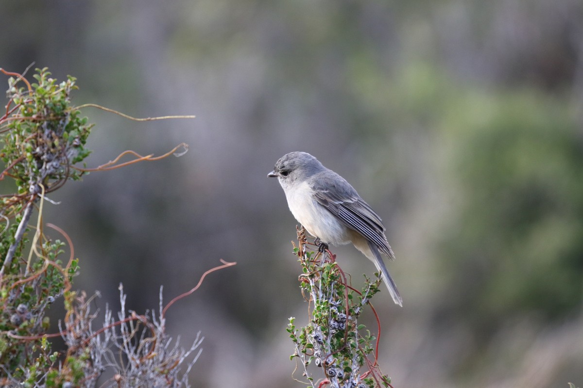 Golden Whistler (Western) - ML635225968