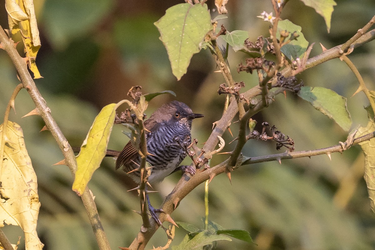 Prinia rayée (bairdii/heinrichi) - ML635226000