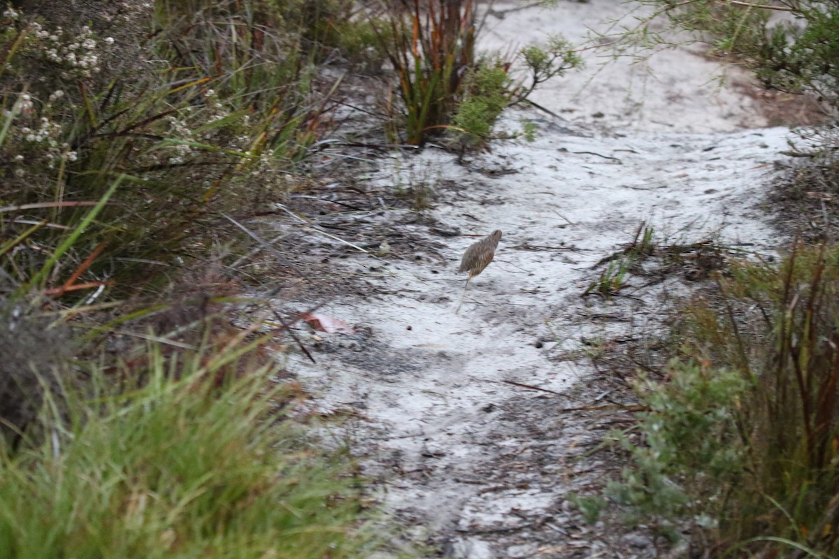 Brown Quail - ML635226028