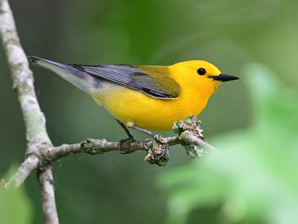 Prothonotary Warbler - ML635226037