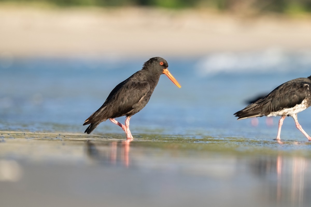 Variable Oystercatcher - ML635226073