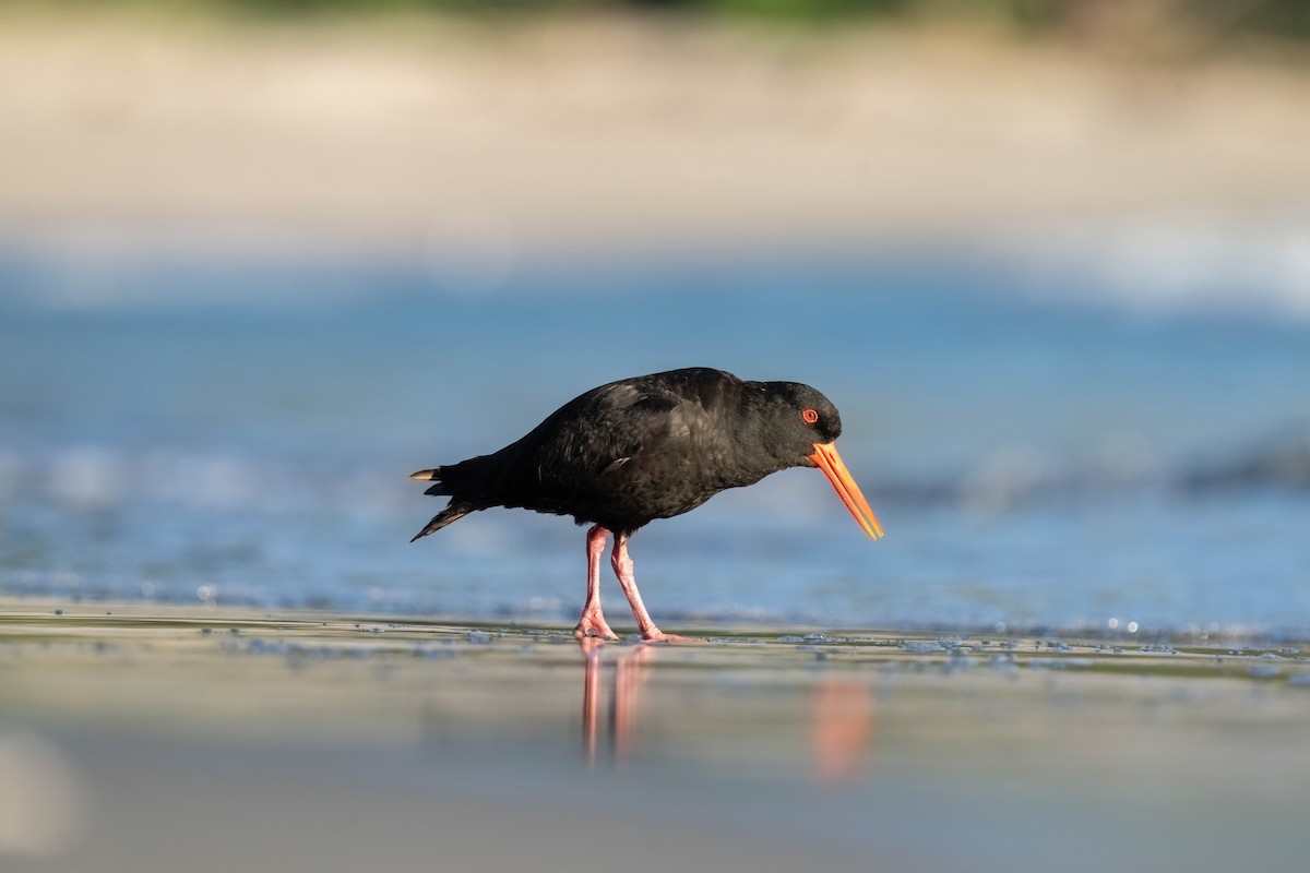 Variable Oystercatcher - ML635226076