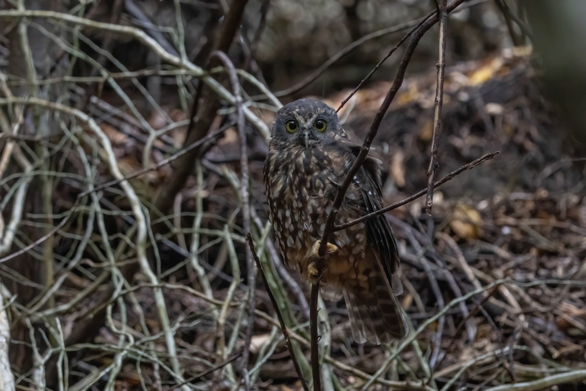 Morepork - ML635226112