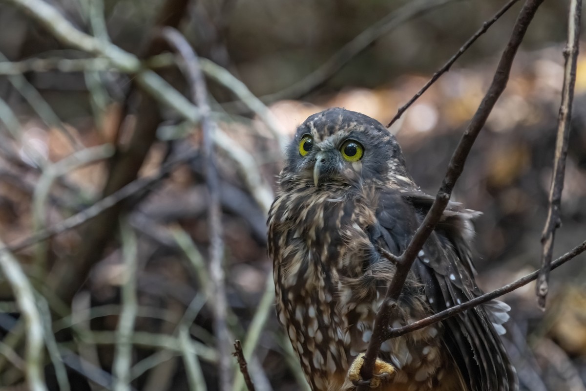 Morepork - ML635226113