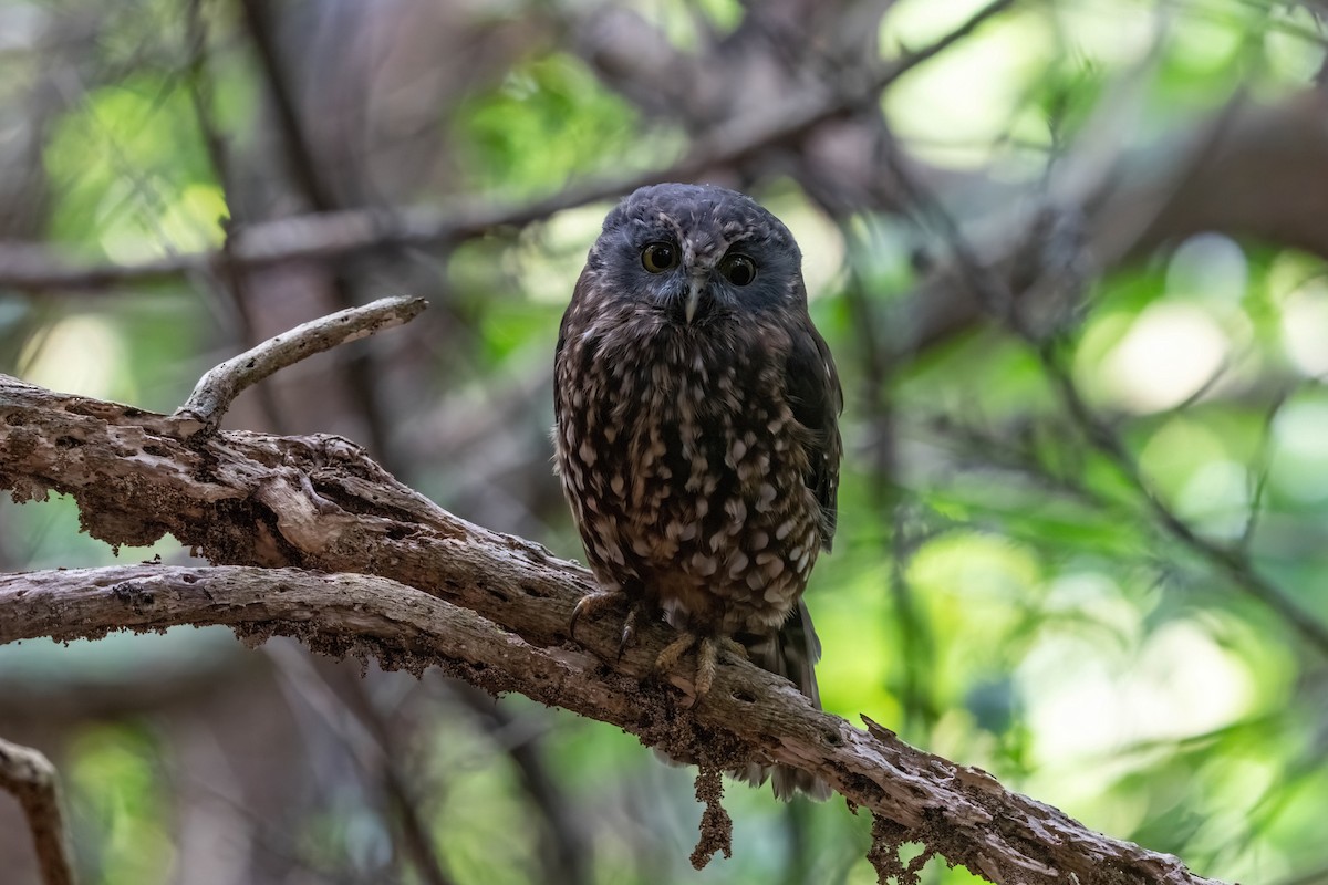 Morepork - ML635226114