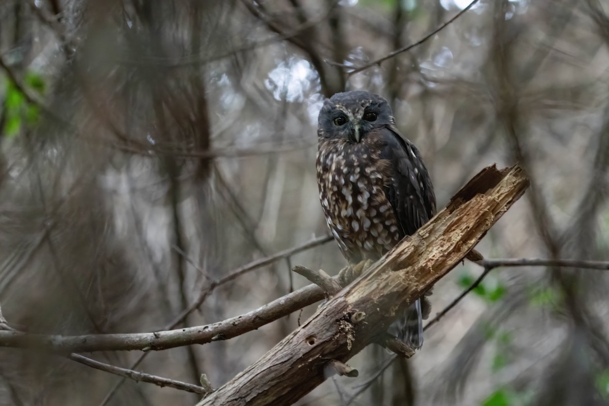 Morepork - ML635226115