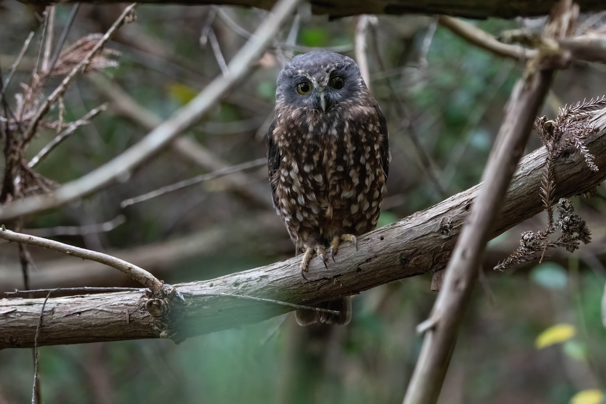 Morepork - ML635226116