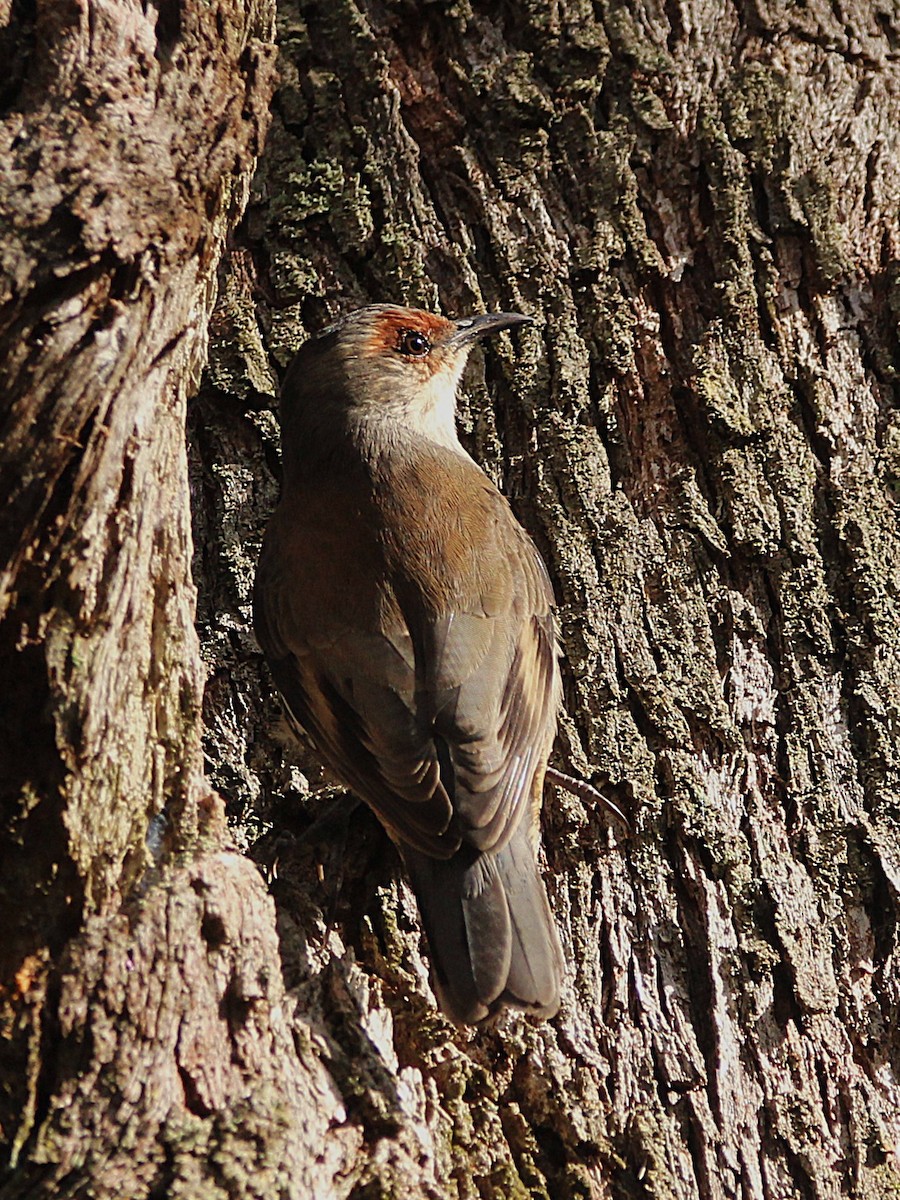 Red-browed Treecreeper - ML635226122